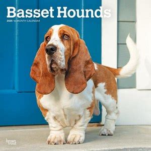 Hounds 2025 Mo𝚟ie To𝚛rent